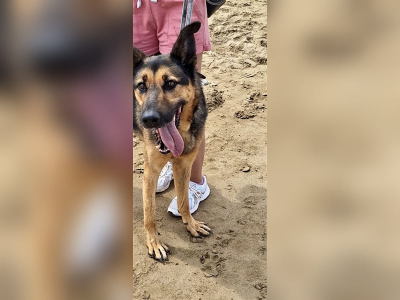 wundervoller Schäferhund Mischling Balu sucht Herzensmensch