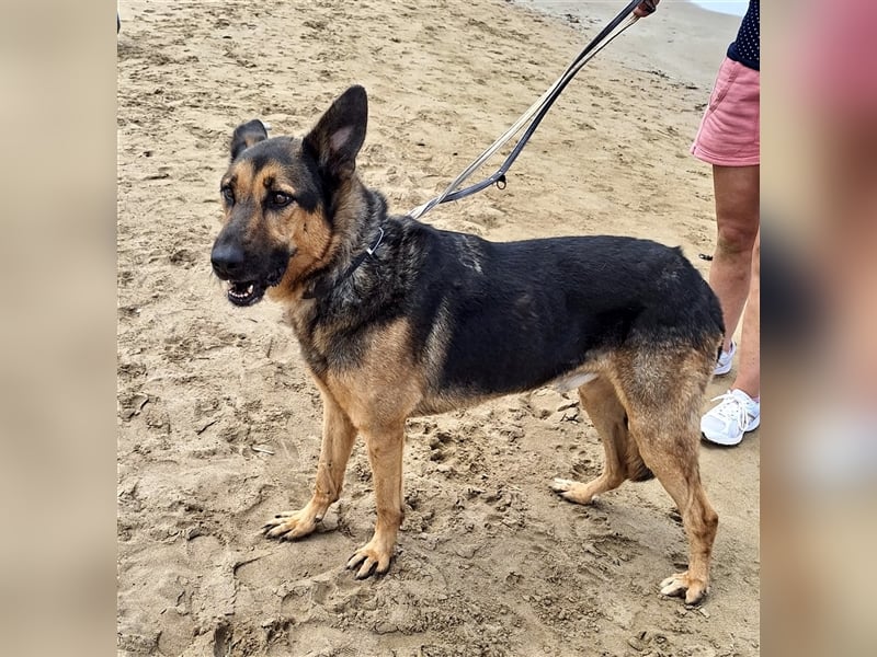 wundervoller Schäferhund Mischling Balu sucht Herzensmensch