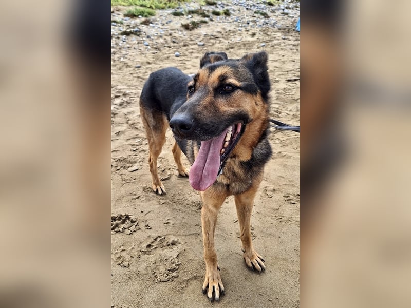 wundervoller Schäferhund Mischling Balu sucht Herzensmensch