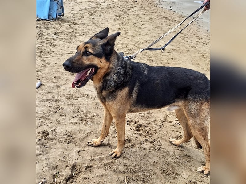 wundervoller Schäferhund Mischling Balu sucht Herzensmensch
