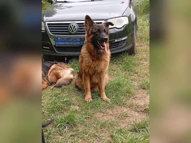 Deutscher Schäferhund Langhaar mit Stammbaum