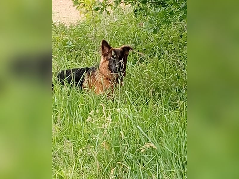 Deutscher Schäferhund Langhaar mit Stammbaum