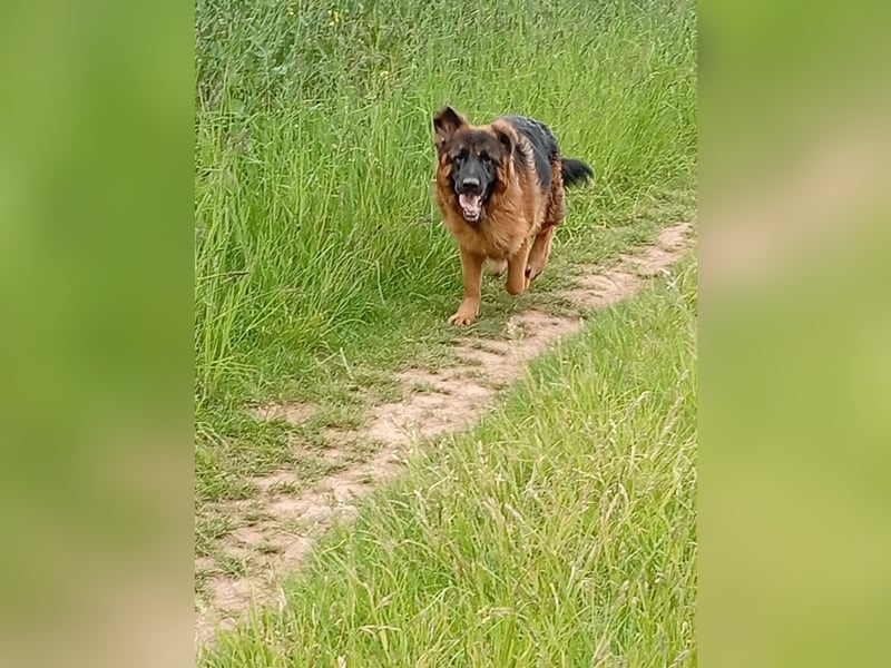 Deutscher Schäferhund Langhaar mit Stammbaum