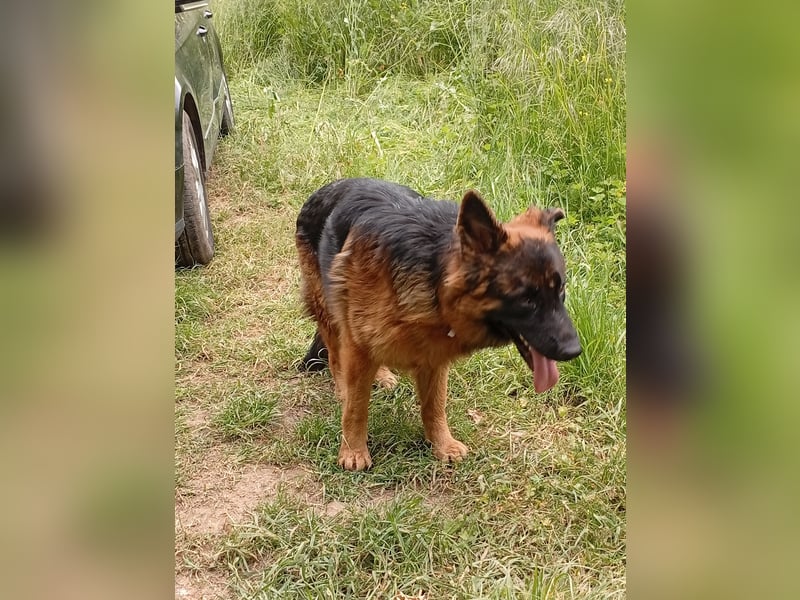 Deutscher Schäferhund Langhaar mit Stammbaum