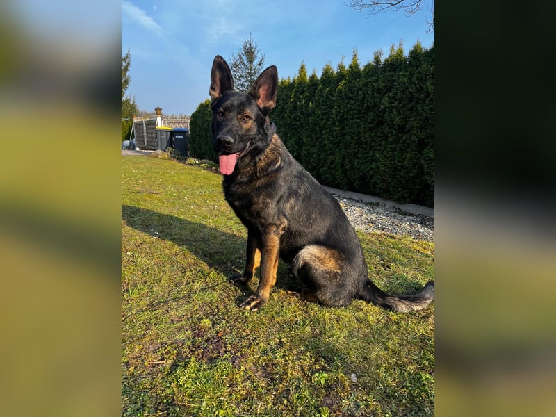 Junger Schäferhund (1,8 J.) sucht erfahrenes Zuhause mit Platz