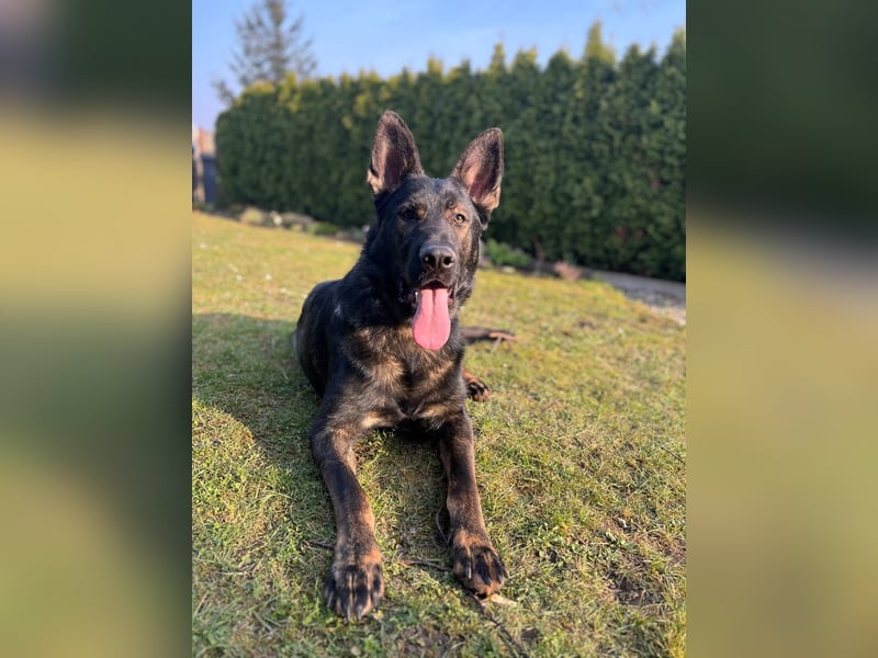 Junger Schäferhund (1,8 J.) sucht erfahrenes Zuhause mit Platz