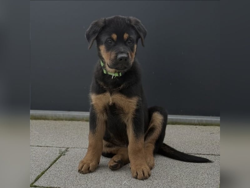 Rottweiler Schäferhund Mischling
