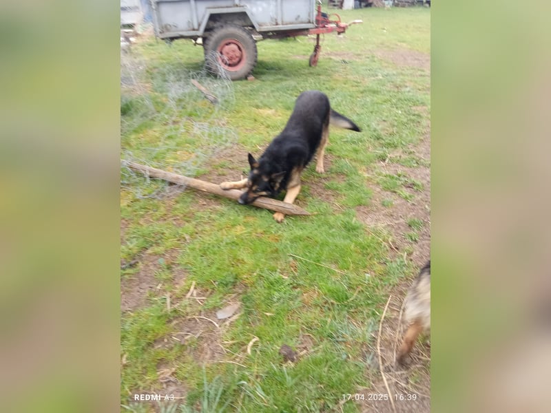 Deutscher Schaferhund