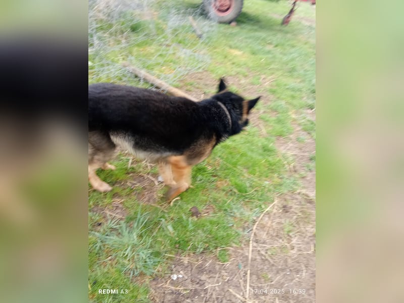 Deutscher Schaferhund