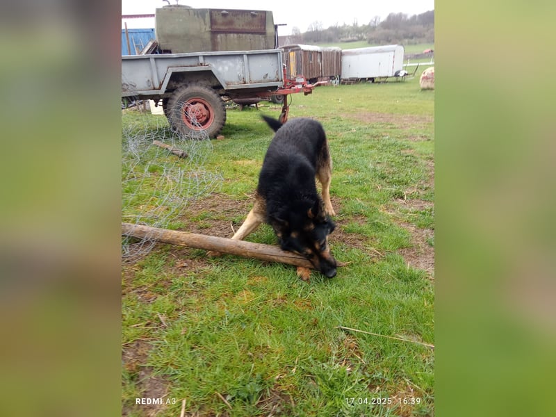 Deutscher Schaferhund