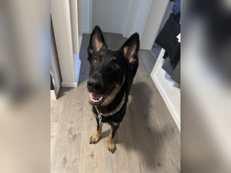 Rico sucht ein neues Zuhause!