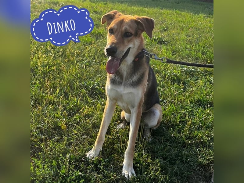 Dinko ein aktiver freundlicher Kerl