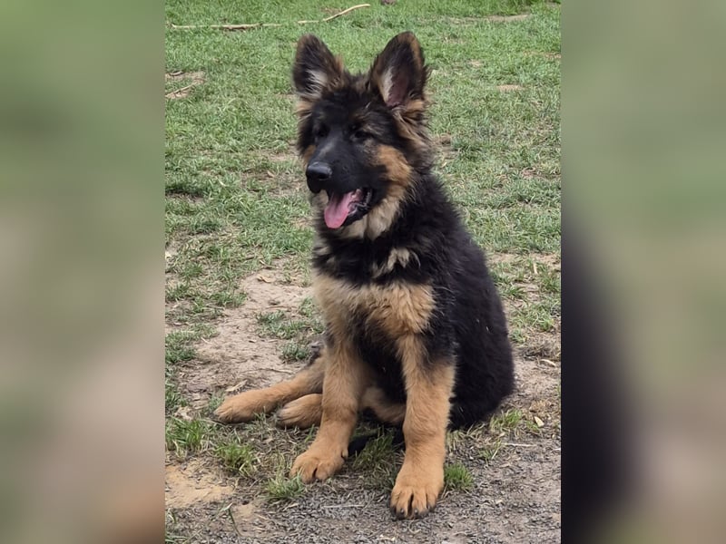 Kräftige Schäferhund Welpen Rüden + Hündin