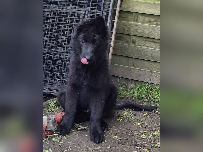 Kräftige Schäferhund Welpen Rüden + Hündin