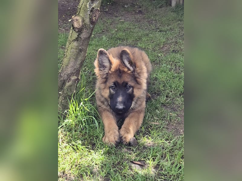 Kräftige Schäferhund Welpen Rüden + Hündin