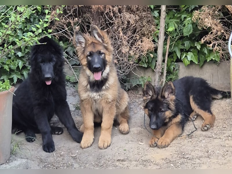 Kräftige Schäferhund Welpen Rüden + Hündin