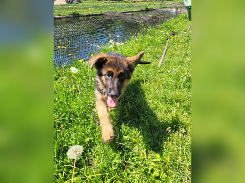 Junger Deutscher Schäferhund sucht neues Zuhause