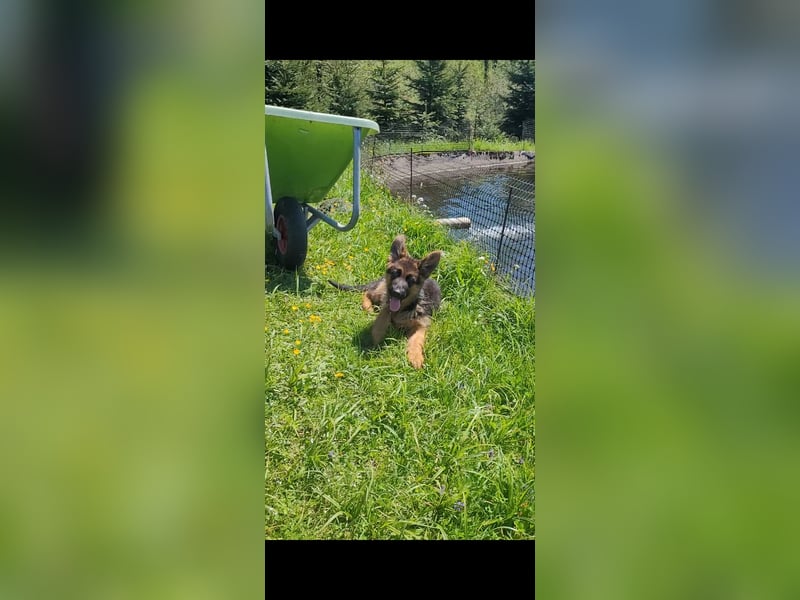 Junger Deutscher Schäferhund sucht neues Zuhause
