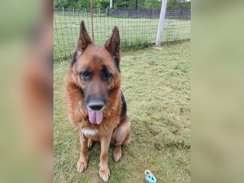 Ari - Deutscher Schäferhund