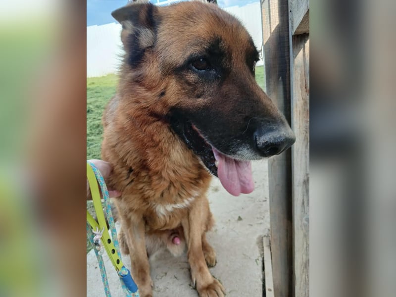 Ari - Deutscher Schäferhund