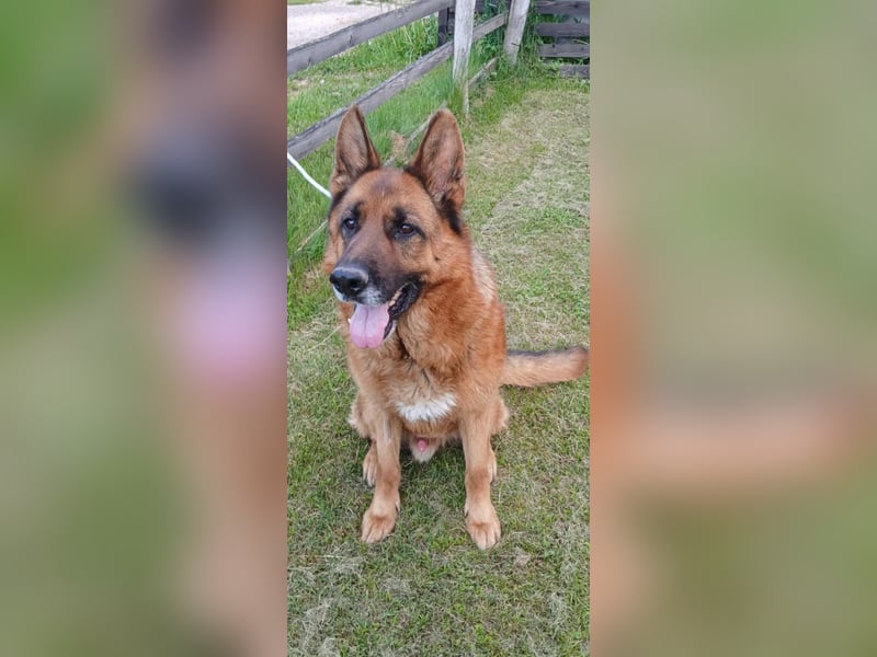 Ari - Deutscher Schäferhund