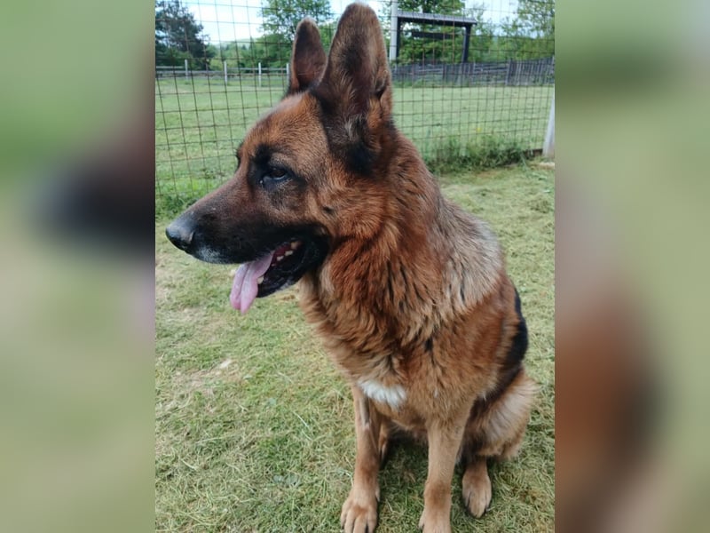 Ari - Deutscher Schäferhund