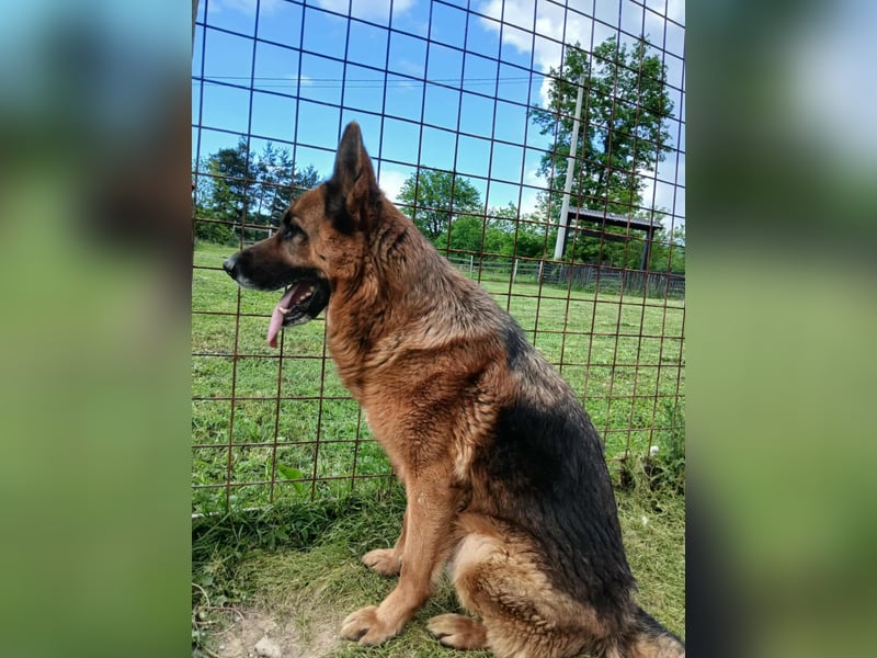 Ari - Deutscher Schäferhund