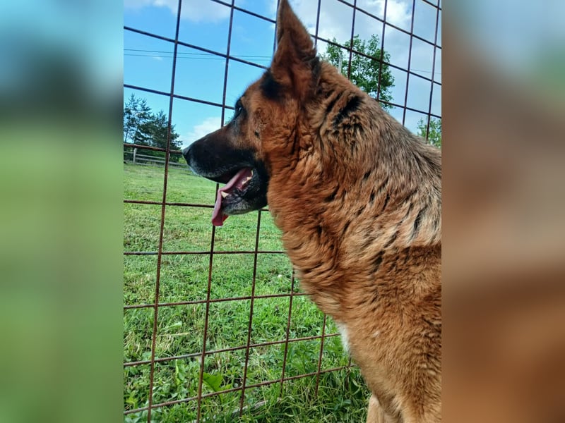 Ari - Deutscher Schäferhund