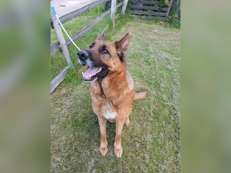 Ari - Deutscher Schäferhund