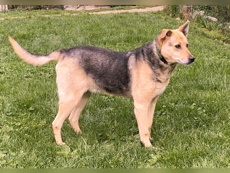 schüchterner Schäfer-Mix-Senior Benny