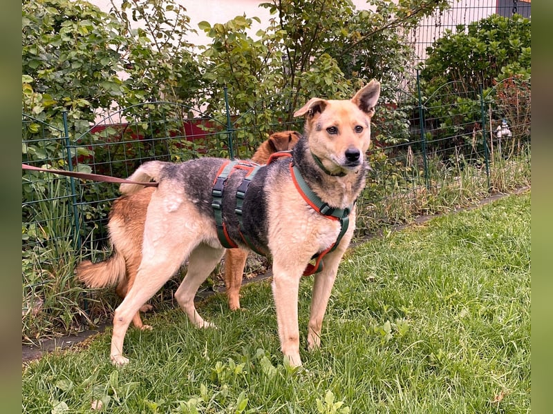 schüchterner Schäfer-Mix-Senior Benny