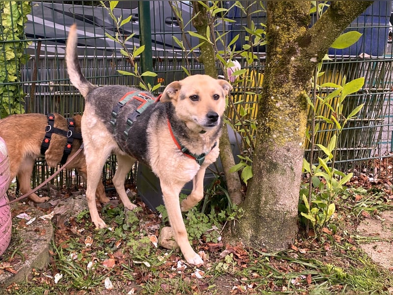 schüchterner Schäfer-Mix-Senior Benny