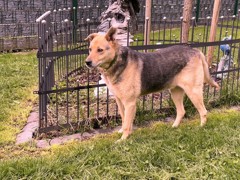 schüchterner Schäfer-Mix-Senior Benny
