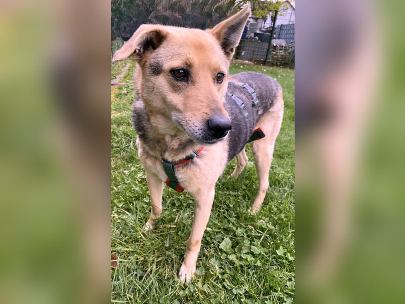 schüchterner Schäfer-Mix-Senior Benny