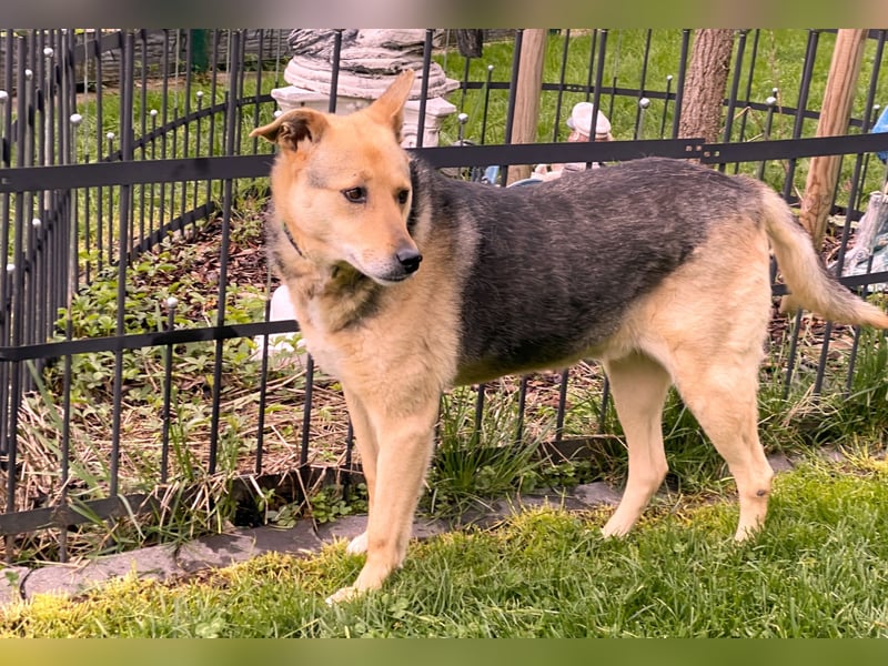 schüchterner Schäfer-Mix-Senior Benny