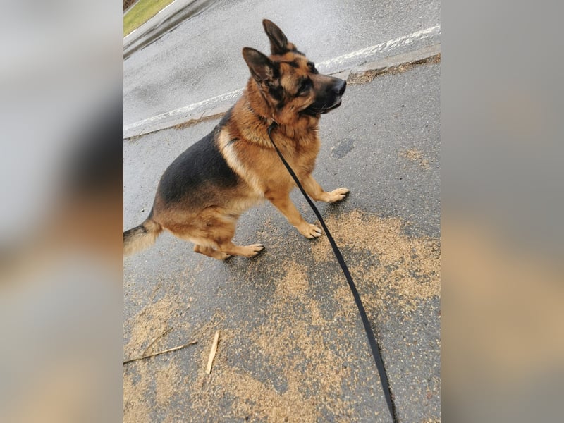Deutscher Schäferhund Rüde Männchen