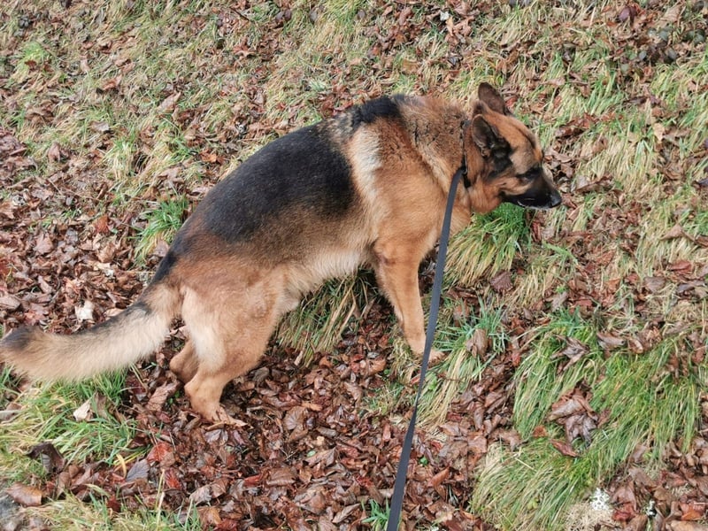 Deutscher Schäferhund Rüde Männchen