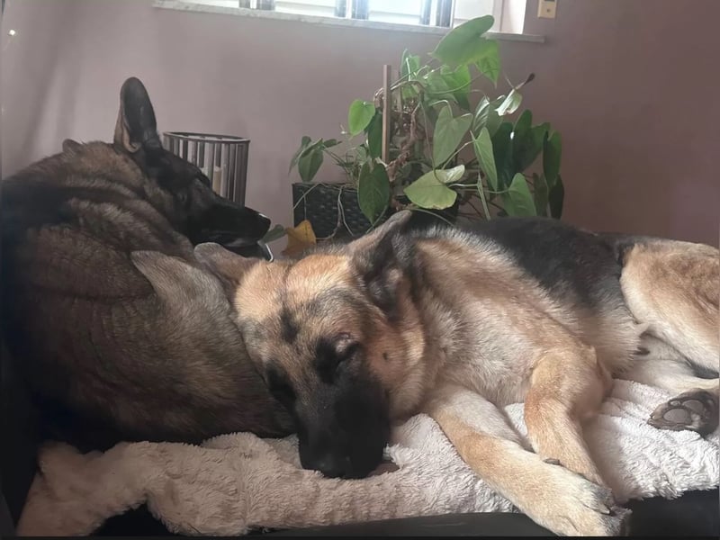 2 liebevolle Schäferhunde suchen ein zu Hause