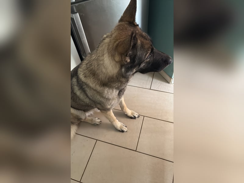 2 liebevolle Schäferhunde suchen ein zu Hause