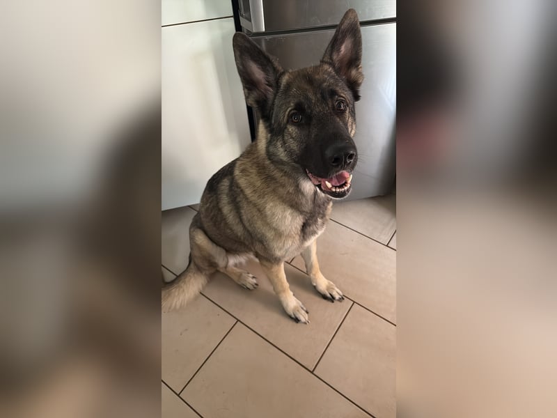 2 liebevolle Schäferhunde suchen ein zu Hause