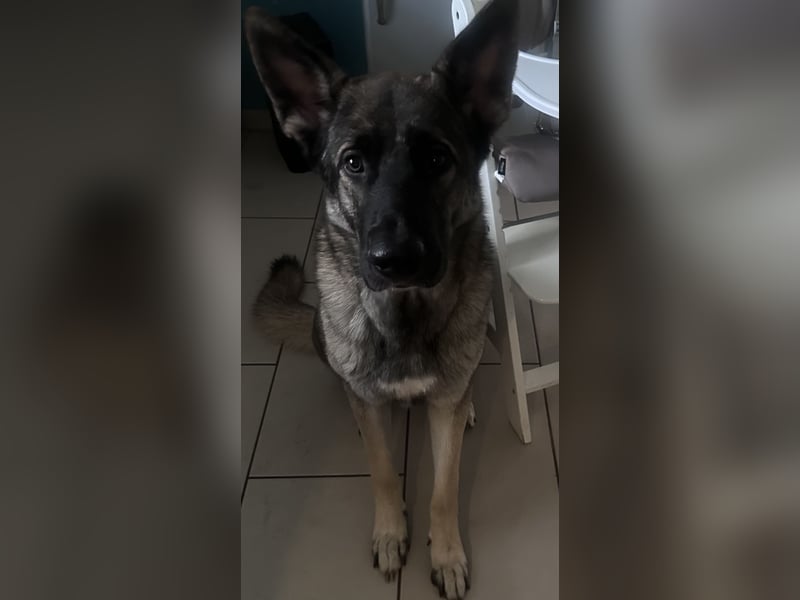 2 liebevolle Schäferhunde suchen ein zu Hause
