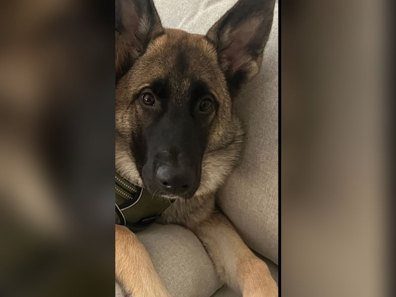 2 liebevolle Schäferhunde suchen ein zu Hause