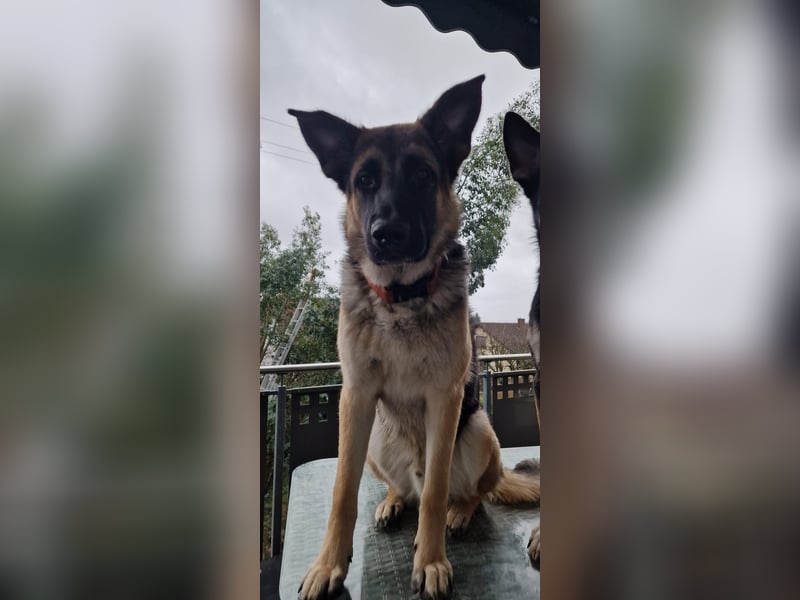 2 liebevolle Schäferhunde suchen ein zu Hause