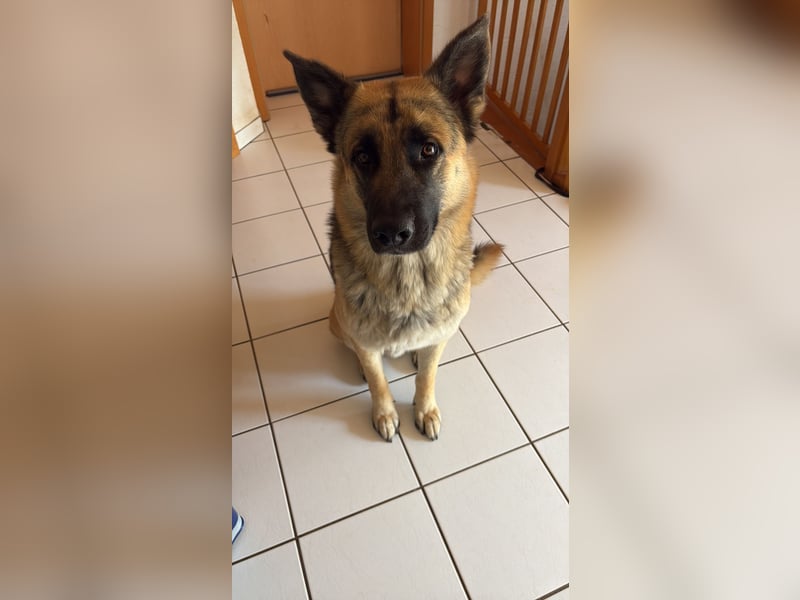 2 liebevolle Schäferhunde suchen ein zu Hause