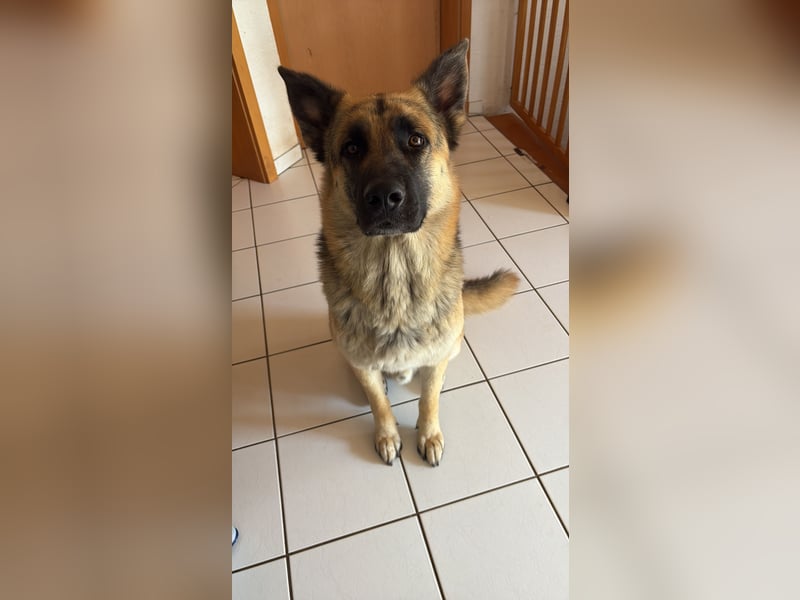2 liebevolle Schäferhunde suchen ein zu Hause