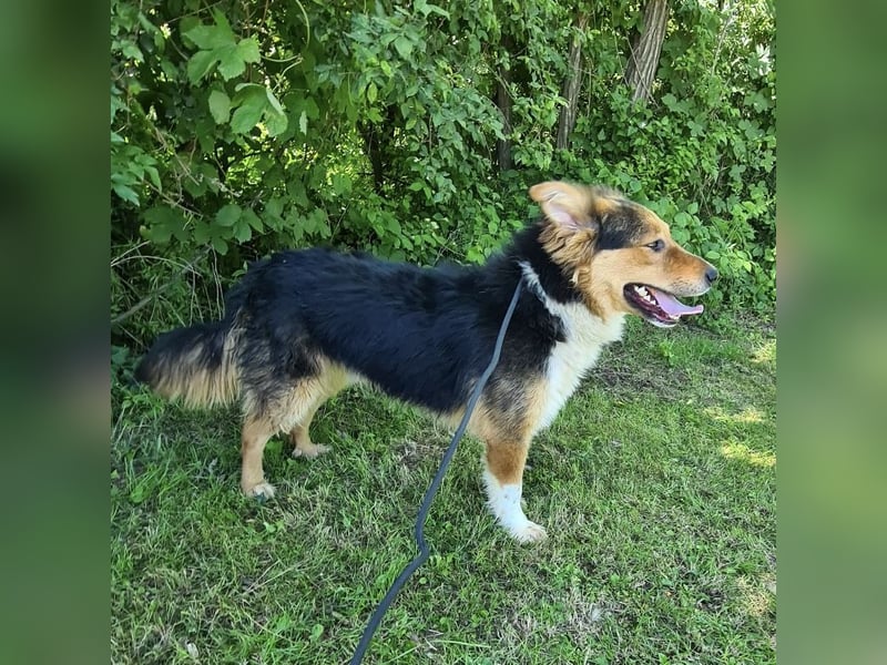 Charlie ein familiengeeigneter Hund