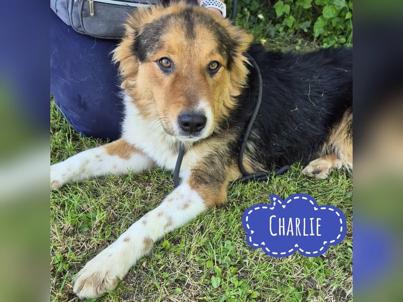 Charlie ein familiengeeigneter Hund