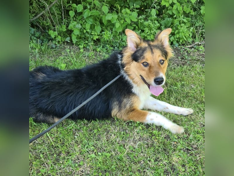 Charlie ein familiengeeigneter Hund