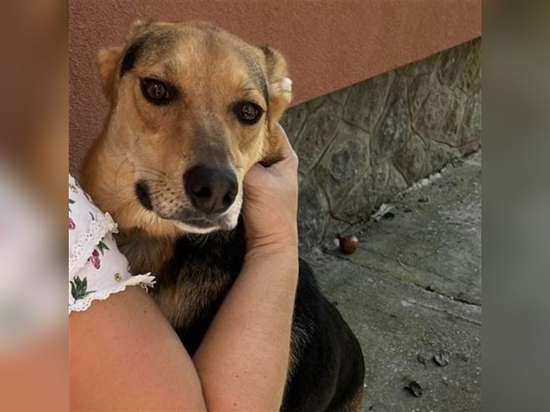 Roko ein Traumhund