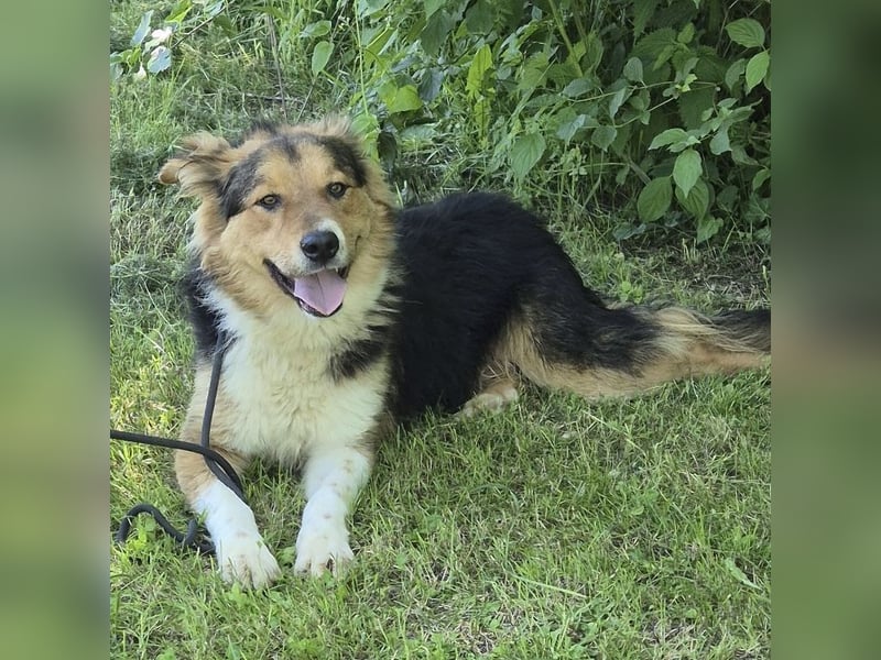 Charlie ein familiengeeigneter Hund